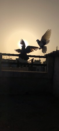 મુખી કબુતર દેવાના છે