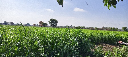 4 વિધા નો બાજરો વેચવાનો છે