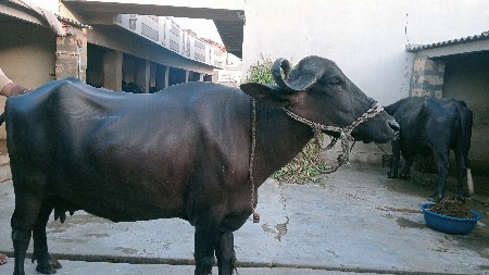ભેસ વેશવાની છે