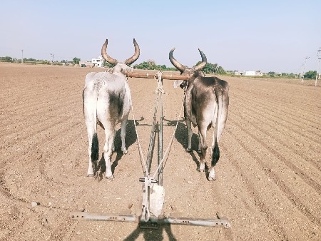બળદ  વેચવાના છે
