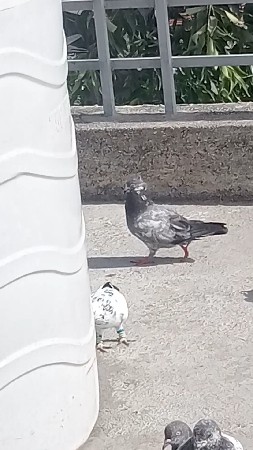 નર છે