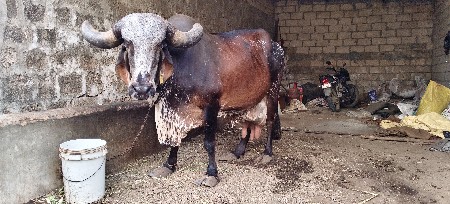 ગાય વેચવાની છે
