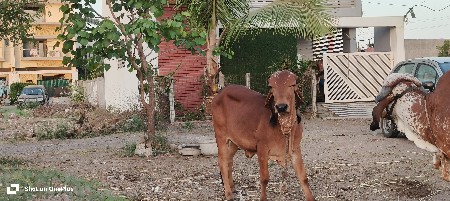 Gir calf for sell