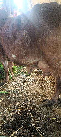 ગાય વેચવા ની સે
