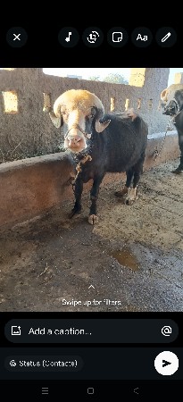 ખડેલી