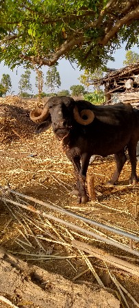 સાત મહિનાનું ગામ છે ચેક કરી લેવાની
