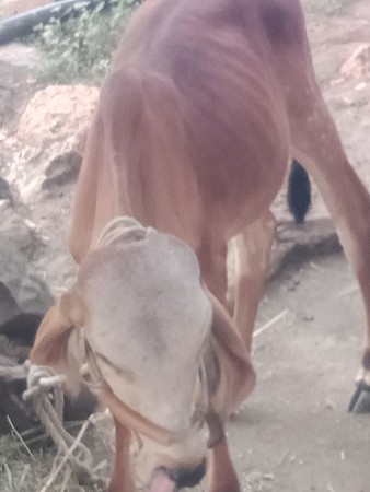 આ વાસળી દેવાની છે