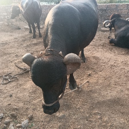 ભેંસ વેચવાની છે