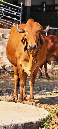 ગીર ગાય વેચવાની છે
