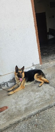 jerman shepherd vechvano che