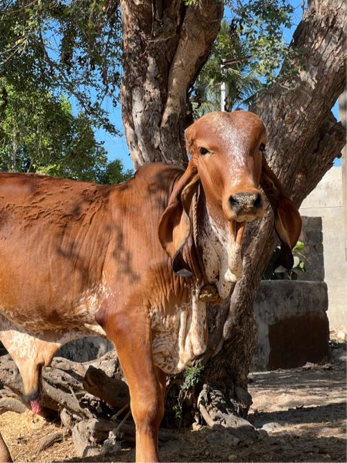 ઓરિજનલ ગીર વાછડો વેચવા નો છે
