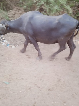 6354764707
આ નબર મા ફોન કરવો