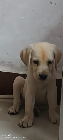 lebra dog
