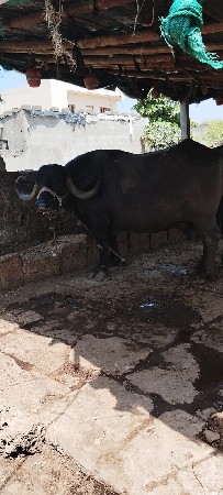 bhes.vesavani.ce