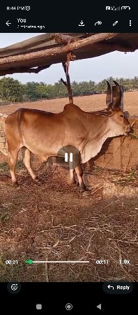 ગોધલો વેસવાનો છે