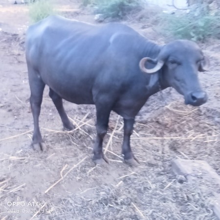 ભેંસ વેચવાની છે પેલું વેતર