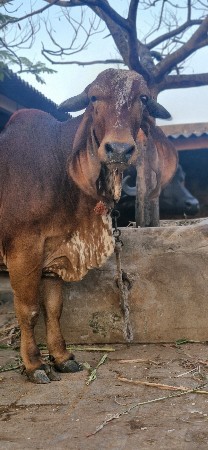 ઠાલી ગાય સે