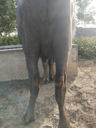 ભેંશ વેચવાની છે .