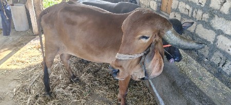 2 ઓડકા વેશવા સે