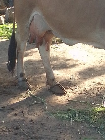 ગાય