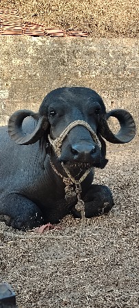 પેલું વેતર છે