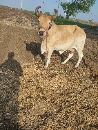 ગાય વેચવાની છે