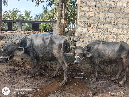 જાફરી ખડે વેચાણ માટે