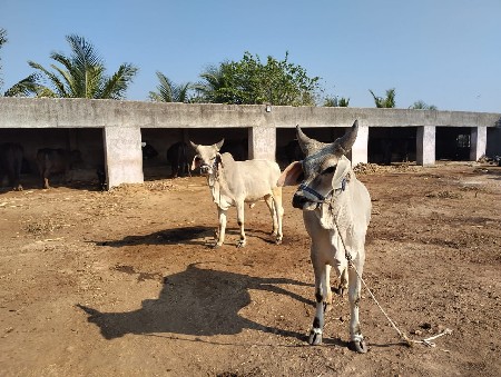 બે બે વર્ષના છે