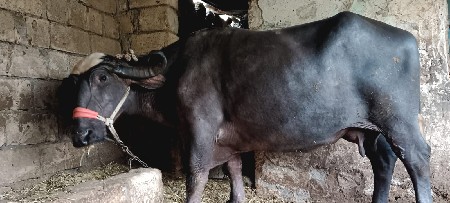 ભેંશ વેચવાની છે