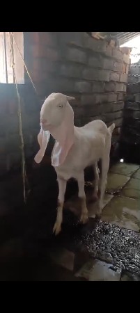 બકરો છે