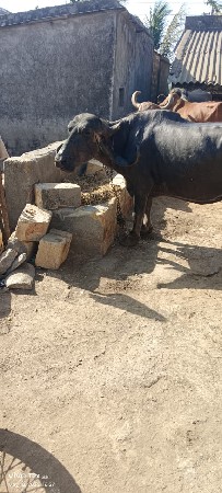 દેવાભાયસિધલ