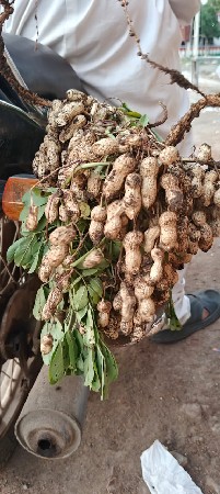ગિરનાર 4