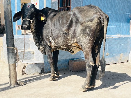 જર્સી ગાય વેચવાની છે