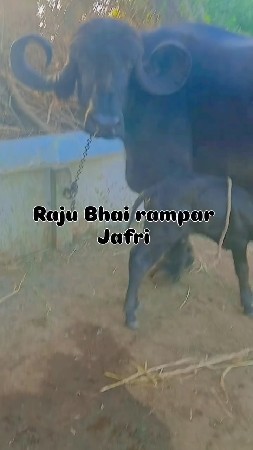 બૈ ભેસ વેચવા ની છે