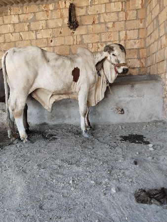 ખુટીયો વેછવાનો છે