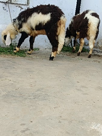 2 ઘેટાં વેચવાના છે