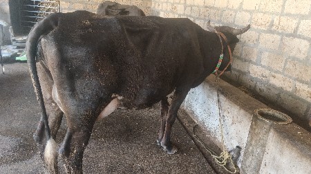 ક્રોશ ગાય 2 વેતર
