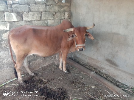 બળદ વેચવાના છે