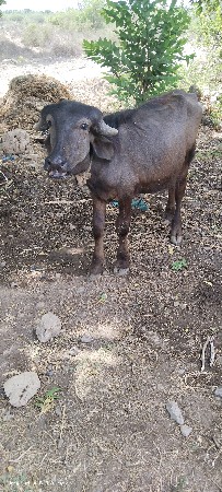 pado