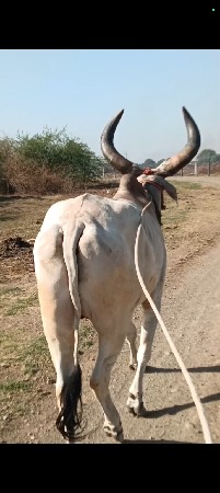 બળદ વેચવાનો છે ફુલ જવાબદારી થી
