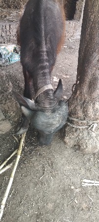 જાફરાબાદીપાડોવેસવાનોછે