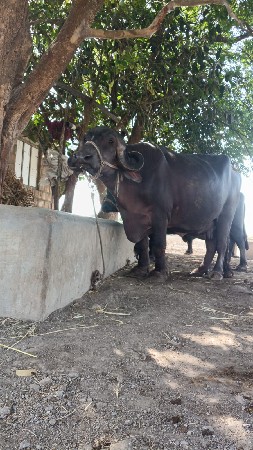 આ ભેસ વેચવાની છે