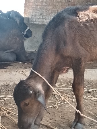 પાડી વેચવાની છે