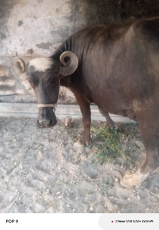 ભેંસ વેચવાની છે