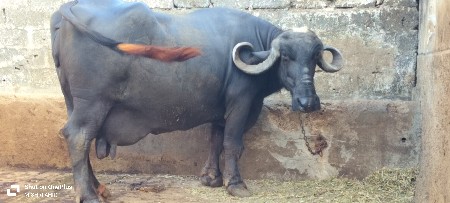 ભેંસ વેચવાની છે