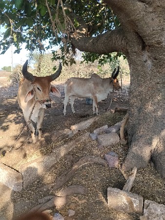 માકડા ગોઢલા વેચવાના છે