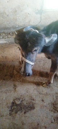 આ પાડો વેચવાનોછે