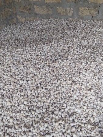 લસણ વેસવાનુ શે