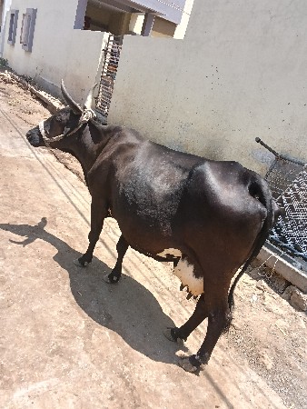 એસબ 🐄