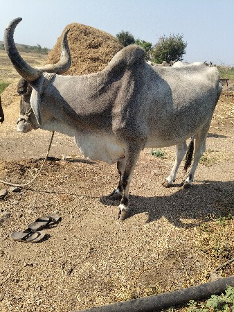 બળદ